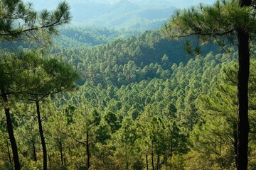 Lush, verdant pine forest stretching across rolling hills, viewed from an elevated perspective; sunlight filters through the canopy, creating depth and shadow