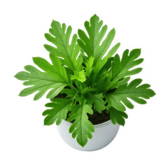 Vibrant Green Potted Plant with Lush Foliage on White Background