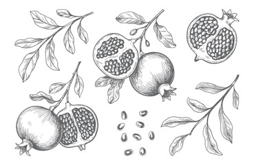 Vintage hand drawn pomegranate fruit set with seeds and branches. Engraved pomegranate collection vector isolated.