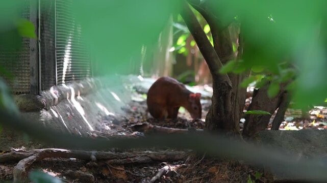 a small forest creature possibly an agouti caught mid motion in sunlight its curious posture and dappled light create a peaceful natural moment 
