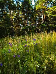 Summer field with tall grass, purple flowers and pine forest under soft light. Perfect for nature.