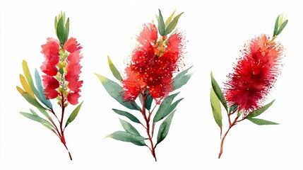 Watercolor botanical illustration featuring vibrant red bottlebrush flowers