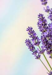 Obraz premium Lavender flowers close up on gradient background