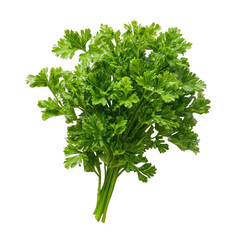Fototapeta premium Fresh Parsley Bunch