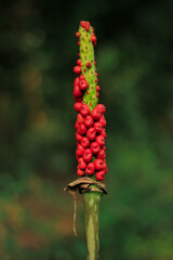 fruit Amorphopallus variabilis with red color. fruit Amorphopallus variabilis grow on forest. fruit Amorphopallus variabilis like berry fruit