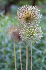 Three Drumstick Allium or kugellauch also known as Ornamental Allium flowers close up view.