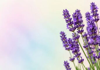 Obraz premium Close up shot of Purple Lavender flowers with Soft Focus Background
