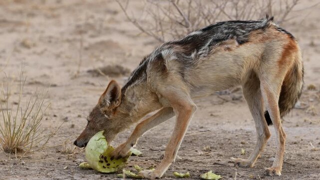 A black-backed jackal (Canis mesomelas) eating a tsamma melon, Kalahari desert, South Africa