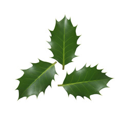 Fototapeta premium Three green holly leaves isolated on transparent background
