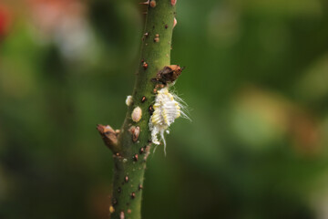 seychelles scale is a insect. seychelles scale has white and yellow color. seychelles scale has small size. Seychelles scale is a plant pest. insect usually sticks to leaves and branch of plant