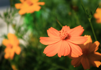 Yellow cosmos have latin named Cosmos sulphureus. Yellow cosmos from asteraceae family. Yellow cosmos flower has yellow petal and green leaf color. this plant grow and bloom in the garden at spring