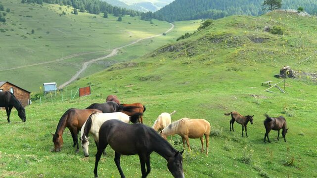 Tusheti hiking landscape with horses around Omalo, Georgia.