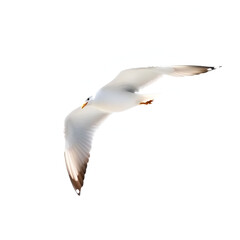 Fototapeta premium Beautiful seagull flying isolated on transparent background.