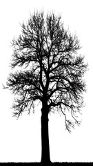 Silhouetted tree against white background