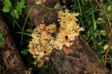 mushroom has botanical named sparassis crispa. sparassis crispa commonly know cauliflower mushroom from sparassidaceae. cauliflower mushroom has white color. fungi grow on dead tree in garden