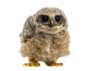 Little Owl Isolated on White