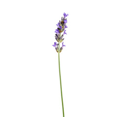 Obraz premium Lavender flower isolated on transparent background