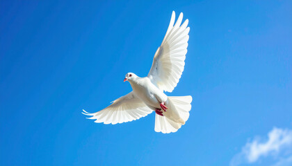 White Dove Flying Freely in a Blue Sky: Symbol of Peace and Harmony for International Day of Peace