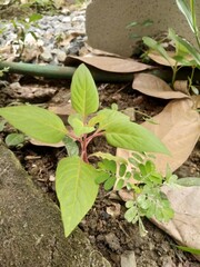 plants in the garden