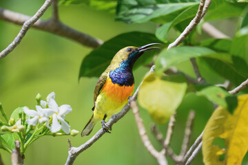 Obraz premium Male Palawan Sunbird (Aethopyga shelleyi) perched among tropical foliage in Coron, Philippines.