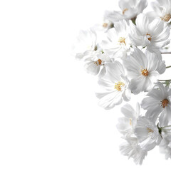 Obraz premium Close-up of a cluster of white flowers, petals delicate and soft, against a dark background