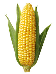 Single corn cob, yellow kernels, vibrant green leaves