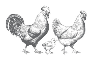 Vintage hand drawn rooster and hen standing in engraving style.