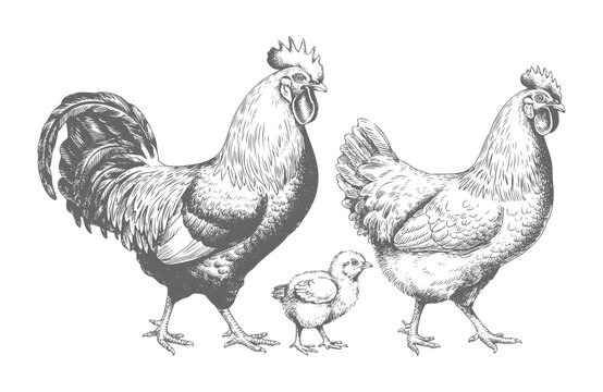 Vintage hand drawn rooster and hen standing in engraving style.