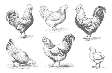 Vintage hand drawn rooster and hen standing in engraving style.