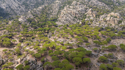 Aerial View of Pine Trees in a Rugged Mountain Landscape