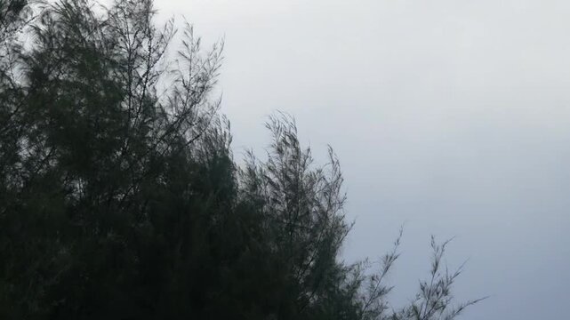 an eagle soars and circles in a vast gray sky with dense tree silhouettes on the left creating a calm spacious and meditative broll moment in nature 