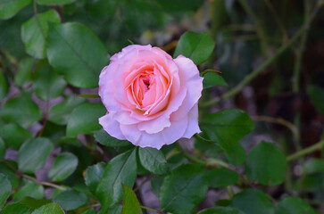 Pink rose blooming in summer garden.Closeup, top view photo outdoors flower, petals ,green leave. Gardening,growing rose bushy plant concept.Free copy space.