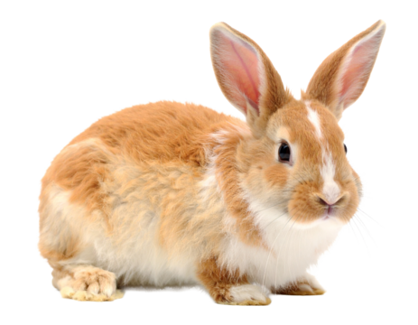 European Rabbit Isolated on White