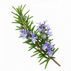 Naklejka premium lavender flowers on white background, A single sprig of rosemary with small purple flowers and green leaves on a black background is focused