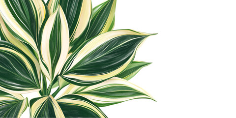 Dracaena Plant Leaf Segment Botanical Detail transparent background