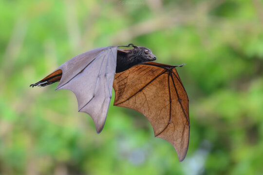 A large fruit bat (Pteropus vampyrus) glides through the tropical canopy of Coron, Palawan, with its wings fully outstretched.