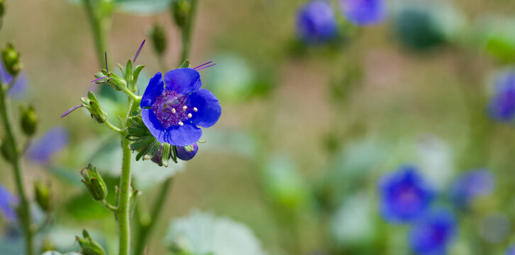 Beautiful close-up of phacelia viscida