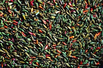A colorful assortment of dried Bird’s Eye chilies, among the world’s hottest peppers used in...