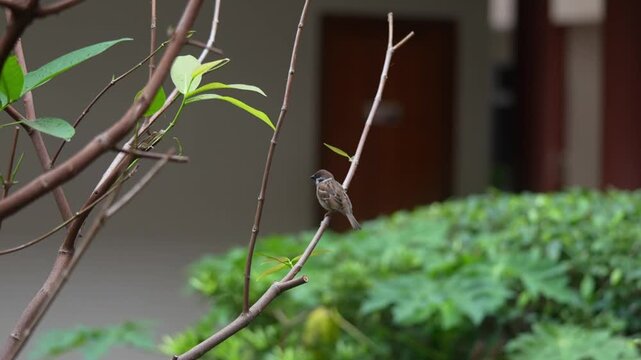 a small bird perches on a thin branch with a softly blurred background of foliage and a building creating a quiet broll scene of stillness and delicate focus	 