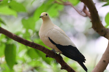 Fototapeta premium Pied Imperial Pigeon (Ducula bicolor) perched on branch amid lush green leaves in Hong Kong. Elegant white bird with black wings and tail in natural habitat.