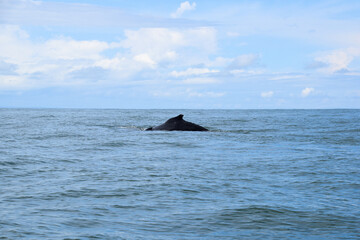 Obraz premium Whale tail emerging from ocean with mountain backdrop