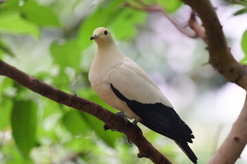 Pied Imperial Pigeon (Ducula bicolor) perched on branch with blurred green background in Hong