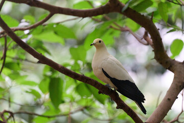 Pied Imperial Pigeon (Ducula bicolor) perched on branch with blurred green background in Hong Kong.