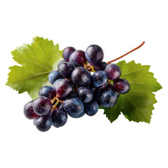 Fototapeta premium Grapevine and ivy entwined on vine concept. Fresh bunch of dark grapes with green leaves on a white background.