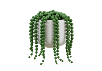 Isolated String of Pearls Succulent Plant in a White Pot