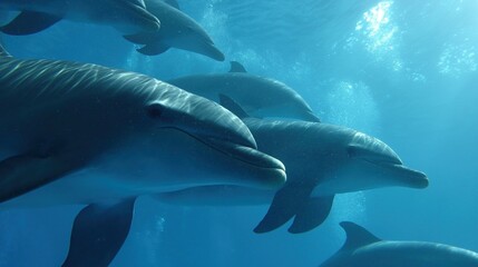 Obraz premium Graceful dolphins swimming in sunlit blue ocean depths 
