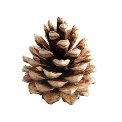 Realistic Pine Cone Close-Up Ideal for Natural Decor and Projects