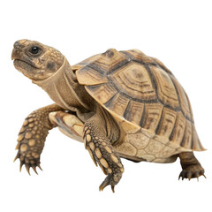 Obraz premium Tortoise walking isolated on transparent background