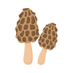 Morel mushroom. Vector on transparent background