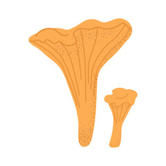 Chanterelle mushroom. Vector on transparent background